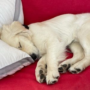 Meet your Posher, Shaddy